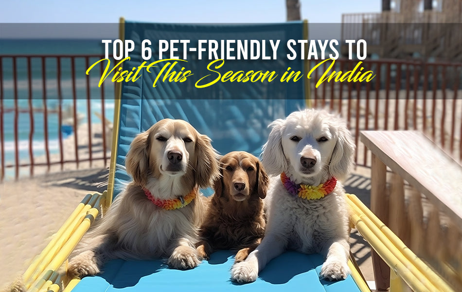 pet friendly stays