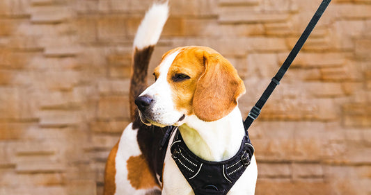 Petoska Harness