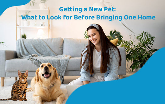 Getting a New Pet: What to Look for Before Bringing One Home
