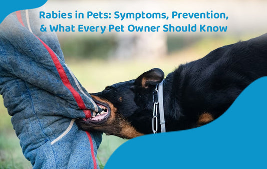 Rabies in Pets: Symptoms, Prevention, and What Every Pet Owner Should Know
