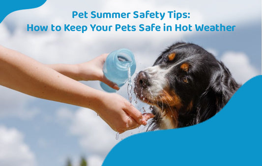Pet Summer Safety Tips: How to Keep Your Pets Safe in Hot Weather