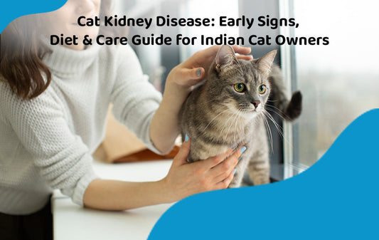 Cat Kidney Disease: Early Signs, Diet & Care Guide for Indian Cat Owners