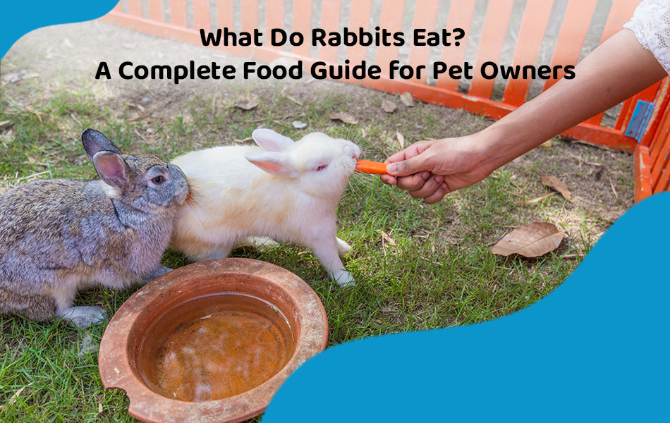 What Do Rabbits Eat? A Complete Food Guide for Pet Owners