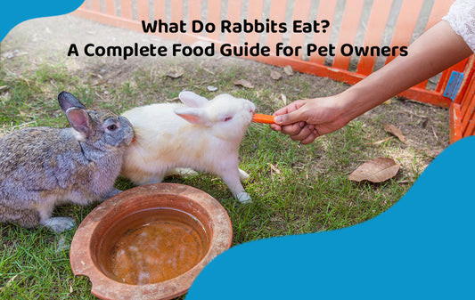 What Do Rabbits Eat? A Complete Food Guide for Pet Owners