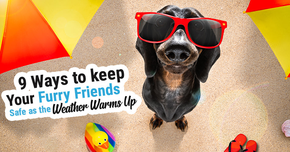 Pet safety