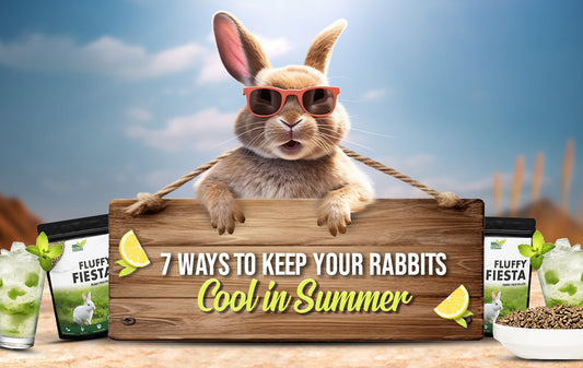 Keep your Rabbits Cool in Summer