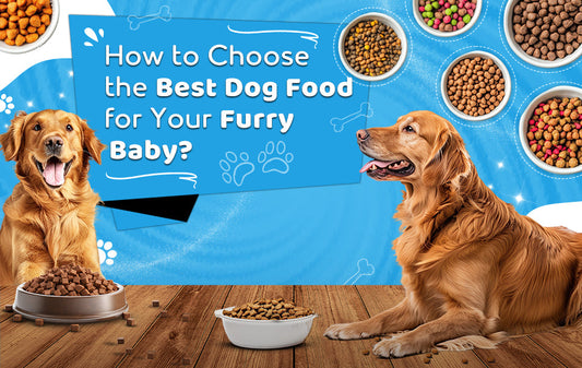 How to Choose the Best Dog Food for Your Furry Baby?