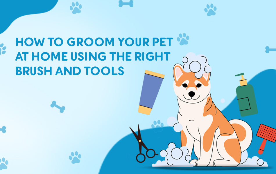 How to Groom Your Pet at Home Using the Right Brush and Tool