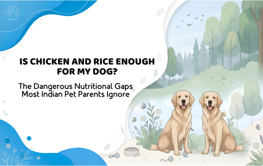 Is Chicken and Rice Enough for My Dog? The Dangerous Nutritional Gaps Most Indian Pet Parents Ignore