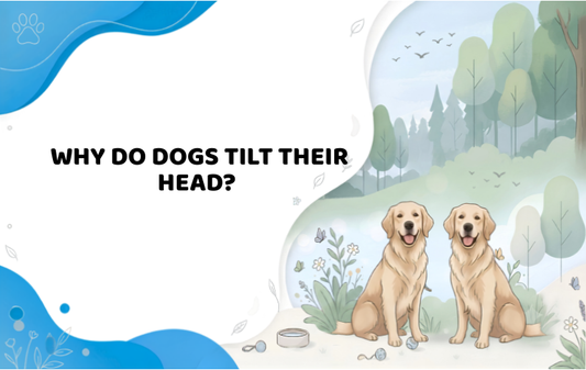 Why Do Dogs Tilt Their Head?