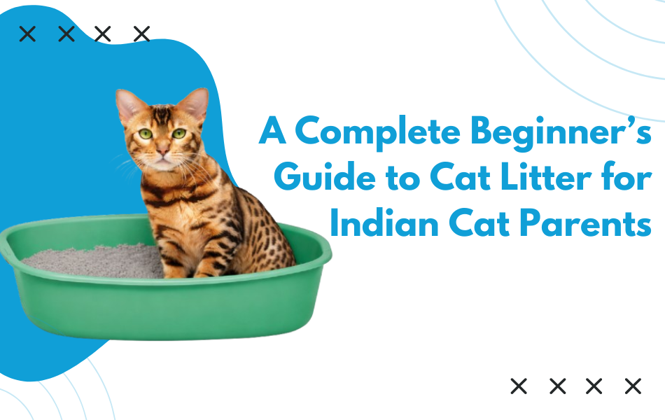 A Complete Beginner’s Guide to Cat Litter for Indian Cat Parents