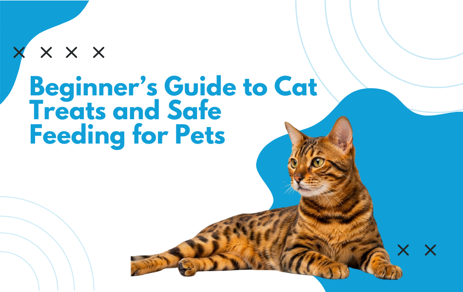 Beginner’s Guide to Cat Treats and Safe Feeding for Pets