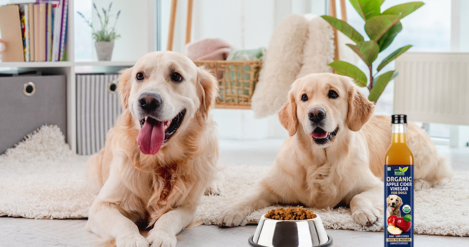 Apple cider vinegar for dogs