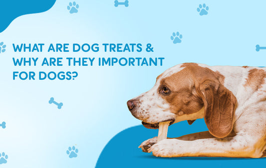 What Are Dog Treats and Why Are They Important for Dogs?