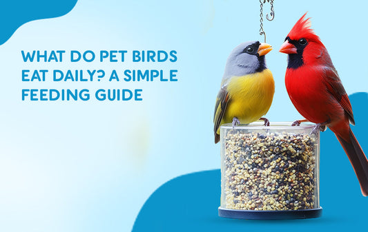 What Do Pet Birds Eat? A Simple Feeding Guide