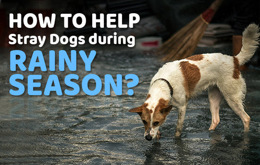 Street animal rescue monsoon