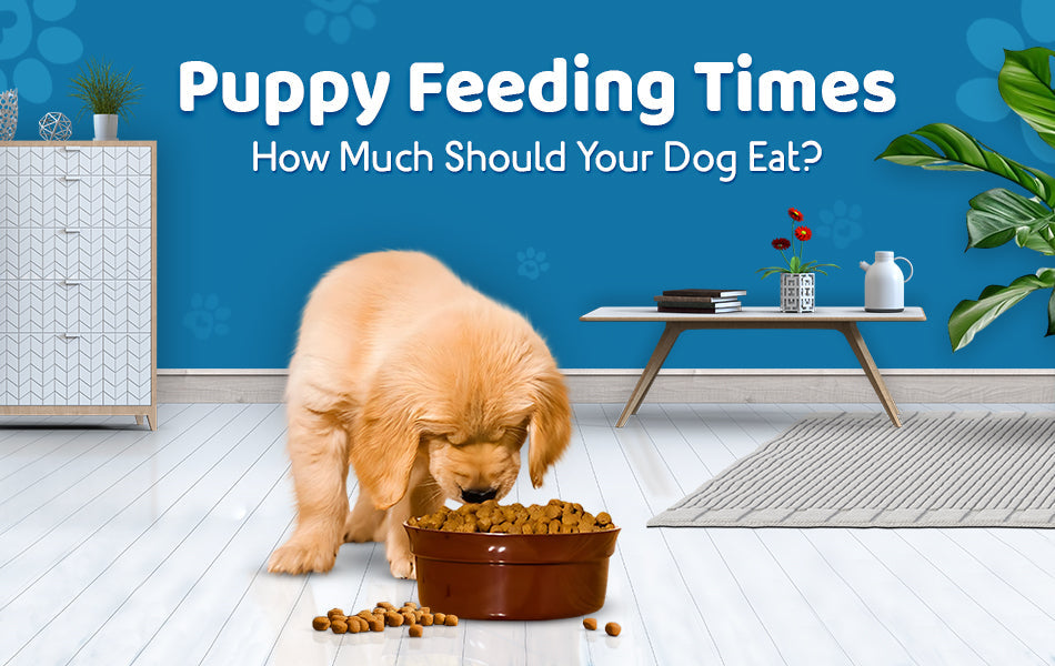 dog feeding chart by weight and age