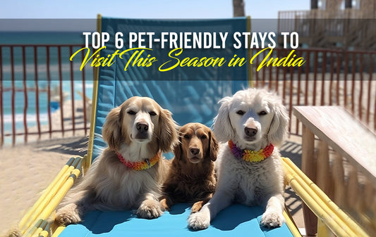 pet friendly stays