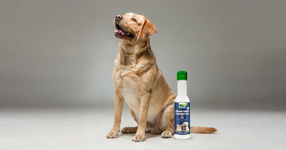 5 WAYS TO USE ORGANIC VIRGIN COCONUT OIL FOR YOUR PETS AND WHY