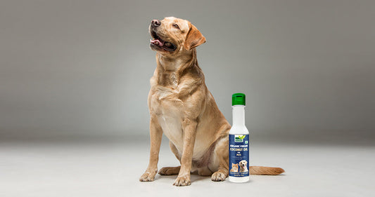 5 WAYS TO USE ORGANIC VIRGIN COCONUT OIL FOR YOUR PETS AND WHY