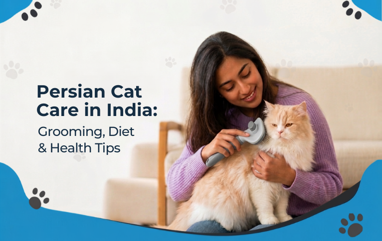 Persian cat being groomed at home in India — Petoska cat care guide