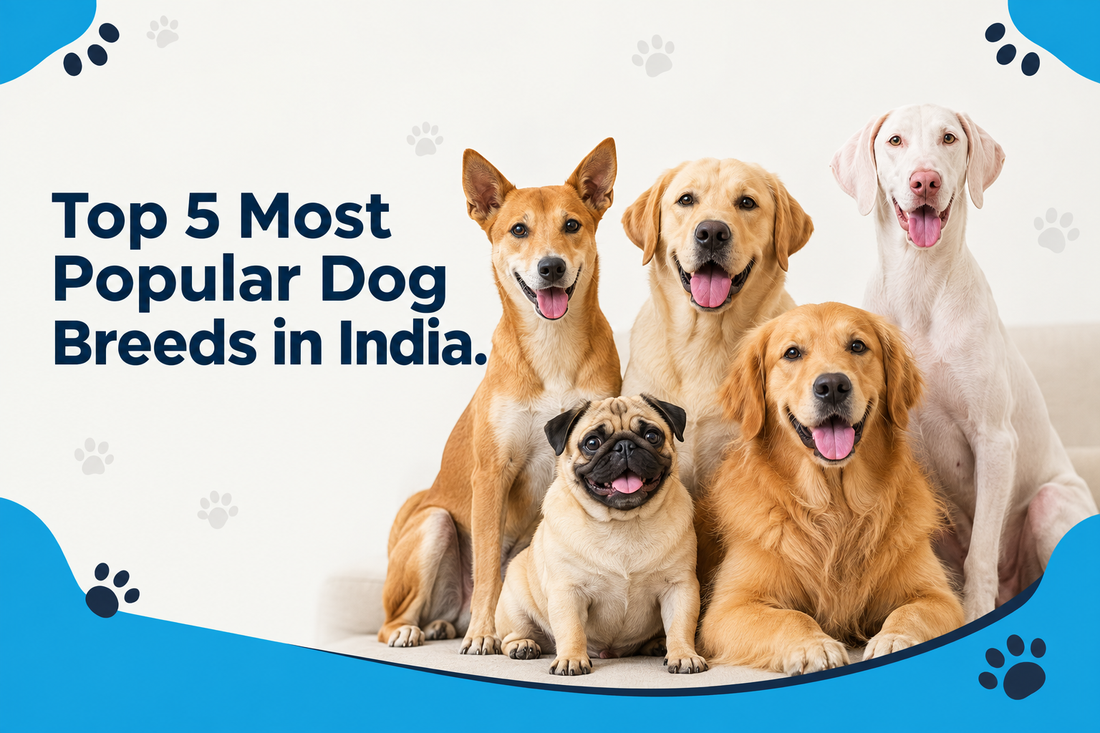 Top 5 Most Popular Dog Breeds in India