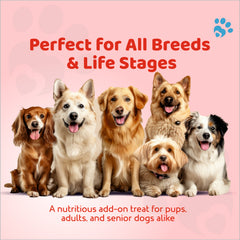 Dog Biscuits Meat Slow-Baked Protein Treats (500g)