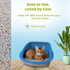 Bentonite cat litter for kitten