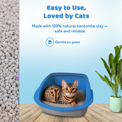 Is bentonite cat litter safe for kittens and adult cats