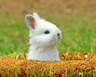 Small animals