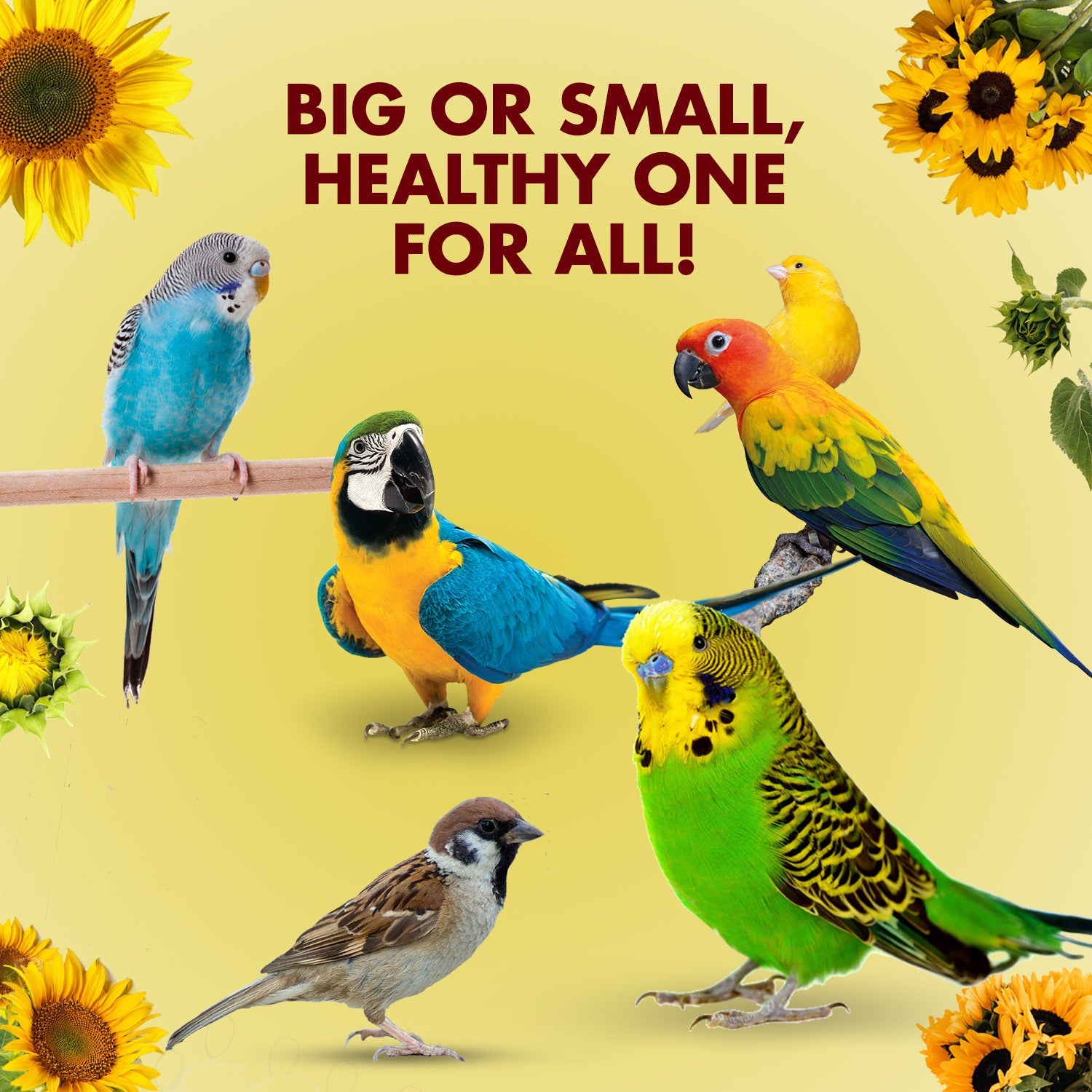 Birds foods