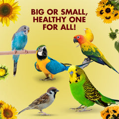 Birds foods
