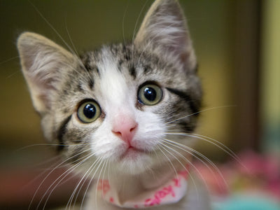 Cats
