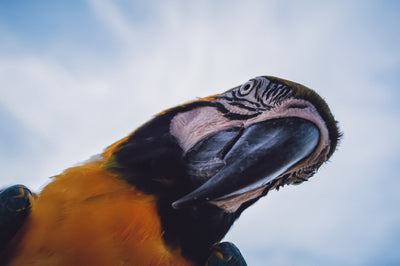 Birds