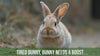 Petoska Fluffy Fiesta Rabbit Pellets 450g | For Rabbits & Small Pets