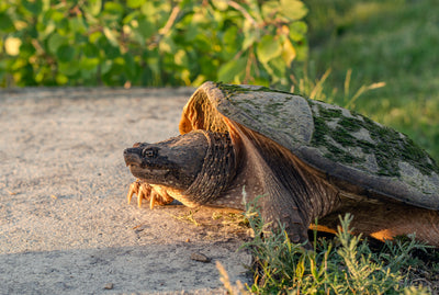 Turtles